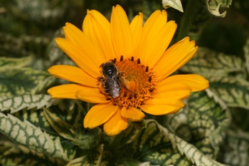 Heliopsis loraine with leaf cutter bee